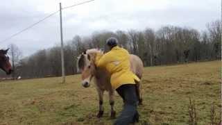 How to mount a horse, Swedish style