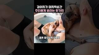 이별을 준비시켜주는 강아지