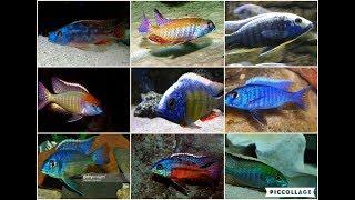 TOP 10 MALAWI HAP CICHLIDS