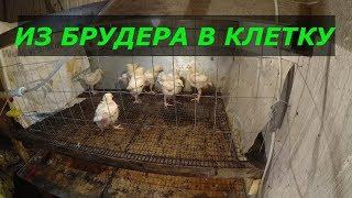 Брудер, Клетка для бройлера.Дезинфекция клеток