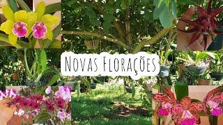 ORQUÍDÁRIO Nas ÁRVORES? Vem Ver Como Estão as Minhas ORQUÍDEAS | Juliane Becker