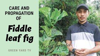 PROPAGATING AND TAKING CARE OF FIDDLE LEAF FIG | GREEN YARD TV