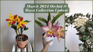 March 2024 Orchid & Hoya Collection Bloom Update | Fragrant Cattleyas Galore  