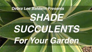 Shade Succulents for Your Garden