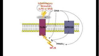 Omega-3 fatty acids and inflammatory processes by Philip Calder