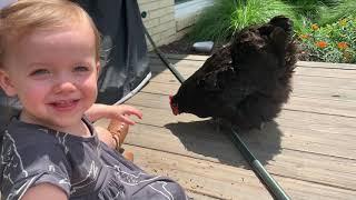 Raising Backyard Chickens in Carbondale