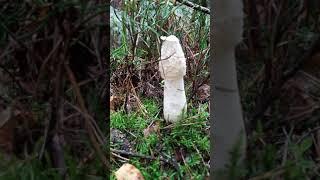 A phallic looking mushroom.