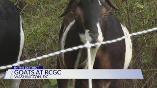 Goats help with ground work at DC golf course