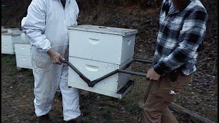 Moving Bees By Hand