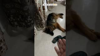 Who can relate this#funny#doglover#relatable#petowner#minivlog#viral#shorts