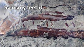 Fossil skull prep - even more teeth exposed