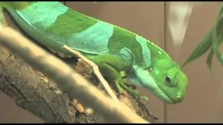 Denver Zoo welcomes a Fiji banded iguana