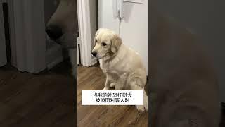 尴尬... 我的萌宠萌宠出道计划治愈精神抚慰犬我家萌宠@DOU+小助手