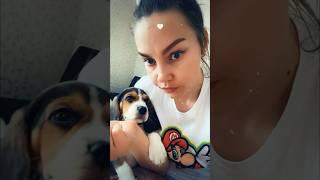 Дома#beagle #бигльфарадэй #маленькийфарадэй #бигль #щенокбигля 2.05.2021 г.