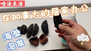 茶米在加拿大居家工作，大西洋海参泡发科普