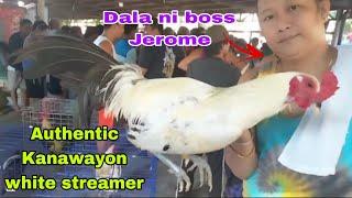 Lakuan at Barakahan Ng Manok sa Batangas..AEJ lines goldenboy nasa Lipa Auction..