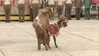 Las mascotas de la Legión y su curioso protagonismo en el desfile