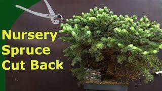 Turning an overgrown garden centre Picea into a pre-bonsai