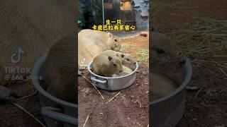 生一隻卡皮巴拉有多省心#卡皮巴拉 #水豚 #capybara