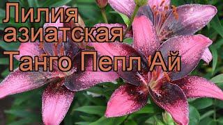 Лилия азиатская Пепл Ай (lilium asiatic purple eye)  обзор: как сажать, луковицы лилии Пепл Ай