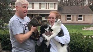 Savage Cats Attacking People - Crazy Cats Behavior - Try Not To Laugh || PETASTIC 