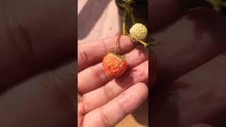 Strawberry Harvesting#shorts #strawberry #strawberries