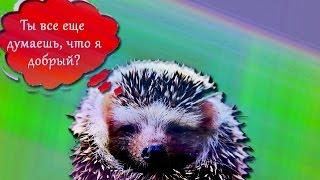 Злой ежик