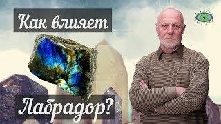 Как влияет лабрадор? Александр Гук.