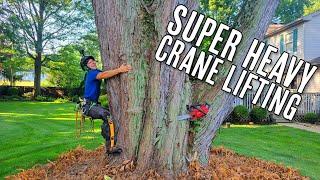 HUGE Maple Tree Removal!