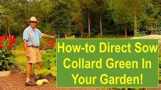 Basic Gardening Tips: How-to Direct Sow Collard Greens in Your Garden!