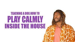 TEACHING A DOG HOW TO PLAY CALMLY INSIDE THE HOUSE