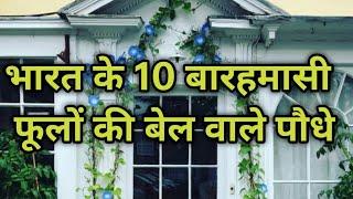 भारत के 10 बारहमासी फूलों की बेल वाले पौधे जरूर लगाए // Top 10 Vining Flowering Plants