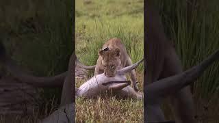 Lion Kill