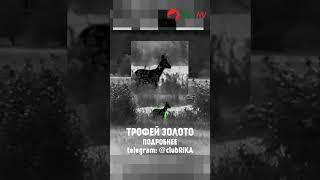 Чемпионский трофей косули! Охота в Беларуси 2024. Видно рога в тепловизор#hunting #косуля #Беларусь