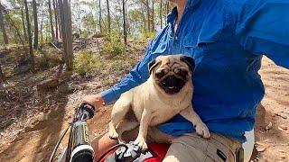 Pug learns to Ride the Motorbike | Thank you - A Home for our Micro Bats