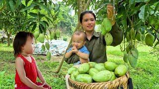 Harvest Season: Harvesting Big Mango Goes to the market sell - Mountain Life | take care of the pet