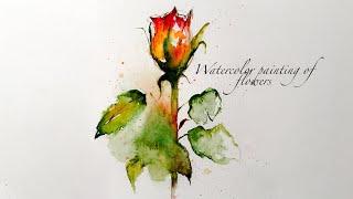 How to draw a rose bud with watercolor