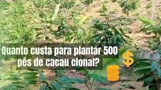 CACAU CLONAL - QUANTO CUSTA PARA PLANTAR 500 PÉS EM UMA ÁREA DEGRADADA.