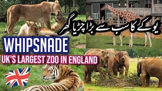 The Uk's Largest Zoo Full Tour - ZSL WHIPSNADE ZOO -,England (4k) 2024