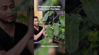 Media Tanam Philodendron Paraiso Verde