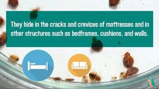 Bedbug Bites | Merck Manual Consumer Version