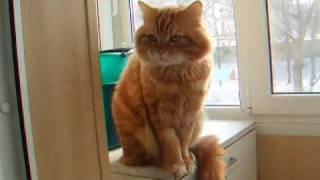 Funny Cat - Philipp