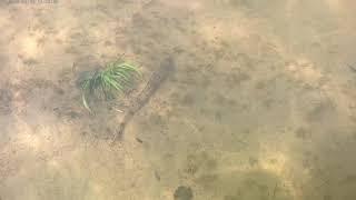 Rineloricaria fallax in the Suriname river.