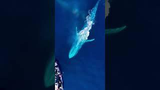 Whale voice is infinitely deep