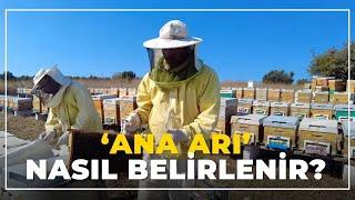 Ana Arı Nasıl Belirlenir? 