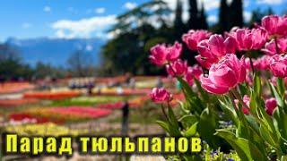 Все, кто это видел, были в восторге - ПАРАД ТЮЛЬПАНОВ в Никитском ботаническом саду. Крым 2025г.