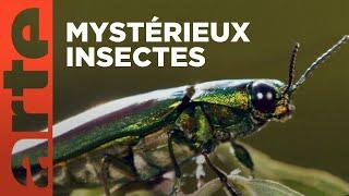 Les insectes | Les vrais maîtres de la Terre | ARTE