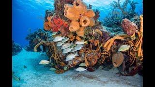 Scuba Diving Cozumel, Mexico 2023, Scenic, Swim-Throughs and Sharks. Chilled out underwater mooching