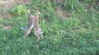 Brown hare fight