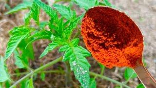 Just 1 tablespoon and you will harvest tons of tomatoes and cucumbers! Be sure to do it!